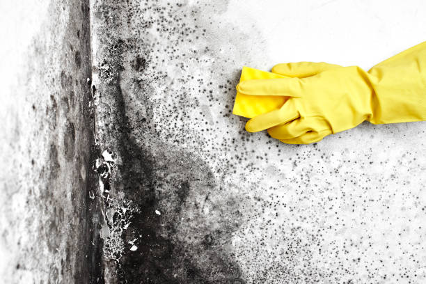 Best Toxic Mold Removal  in Southmayd, TX