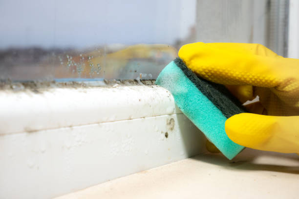 Best Fast Mold Removal  in Southmayd, TX