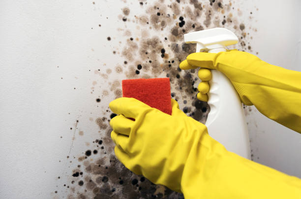 Professional Mold Removal in Southmayd, TX